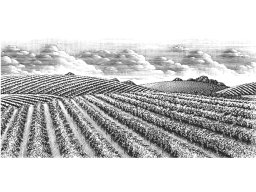 Vineyards Stock 2
